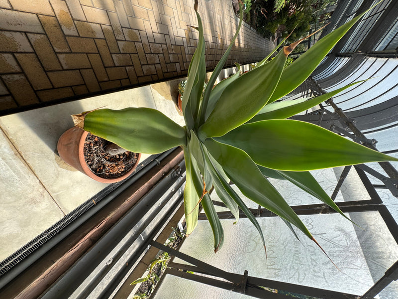 Schwanenhals-Agave — photo 1 sur 1