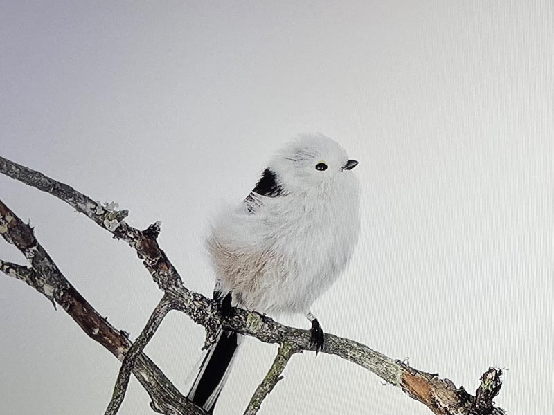Mésange à longue queue — Bild 1