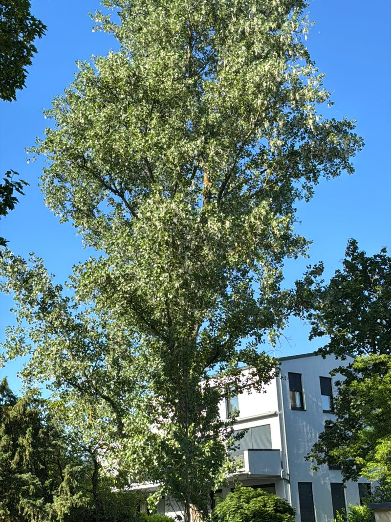 L'image montre un grand peuplier noir avec une canopée dense devant un bâtiment résidentiel sous le soleil. L'arbre est visible en entier par en bas.