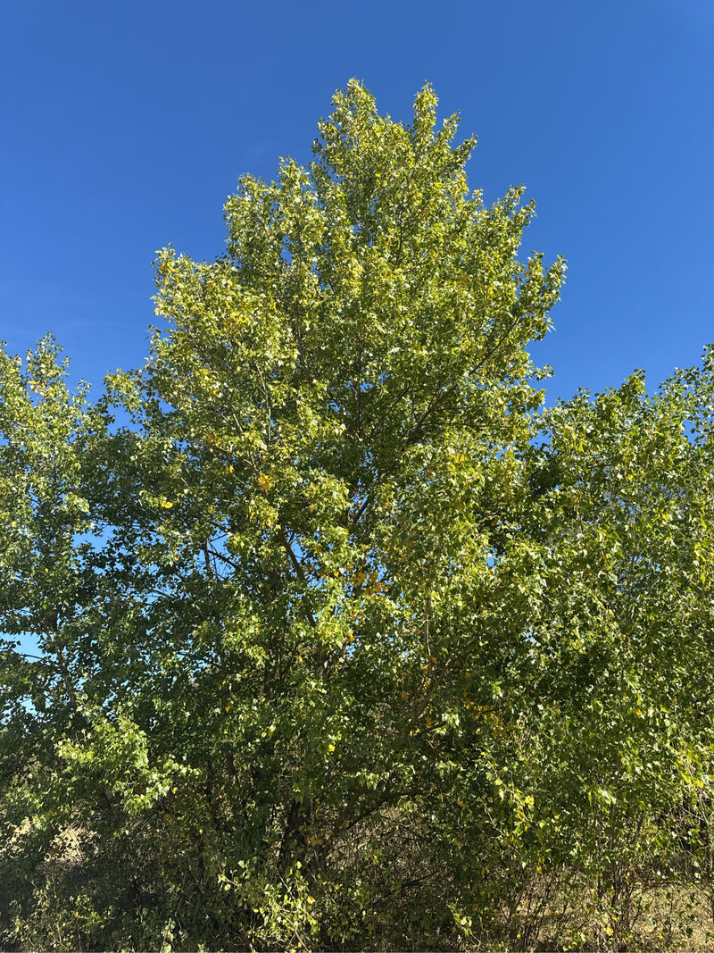 Un peuplier noir feuillu se dresse sous un ciel bleu dégagé.