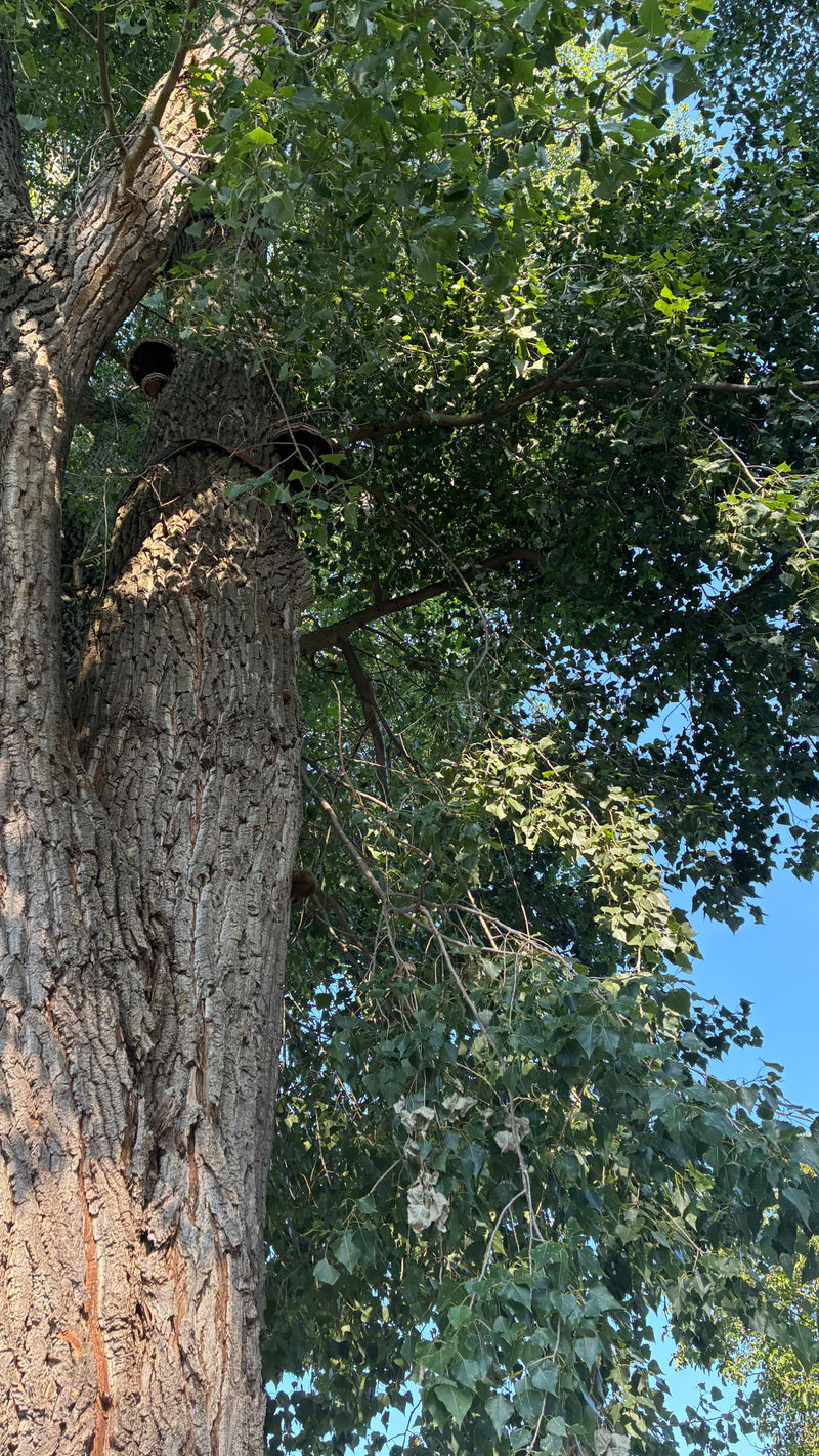 On voit un peuplier noir adulte à l'écorce profondément sillonnée et au feuillage vert. L'arbre se dresse sur fond de ciel bleu.
