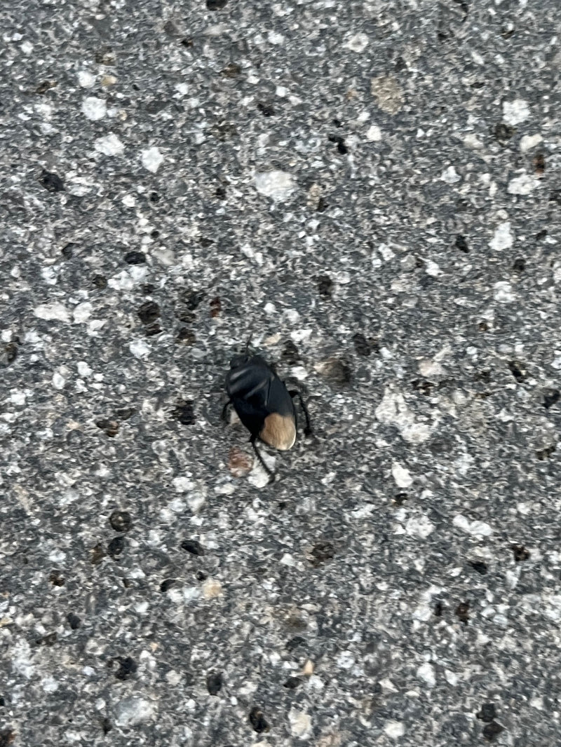 Insecte de terre noir et blanc — Bild 1