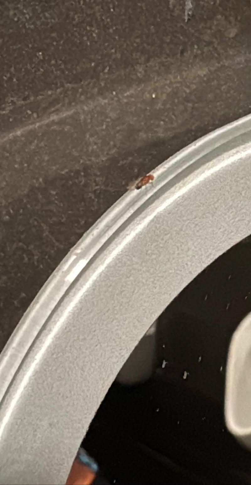L'image montre une petite mouche des fruits assise sur un bord métallique clair. En raison de la distance, l'insecte n'est visible que faiblement.