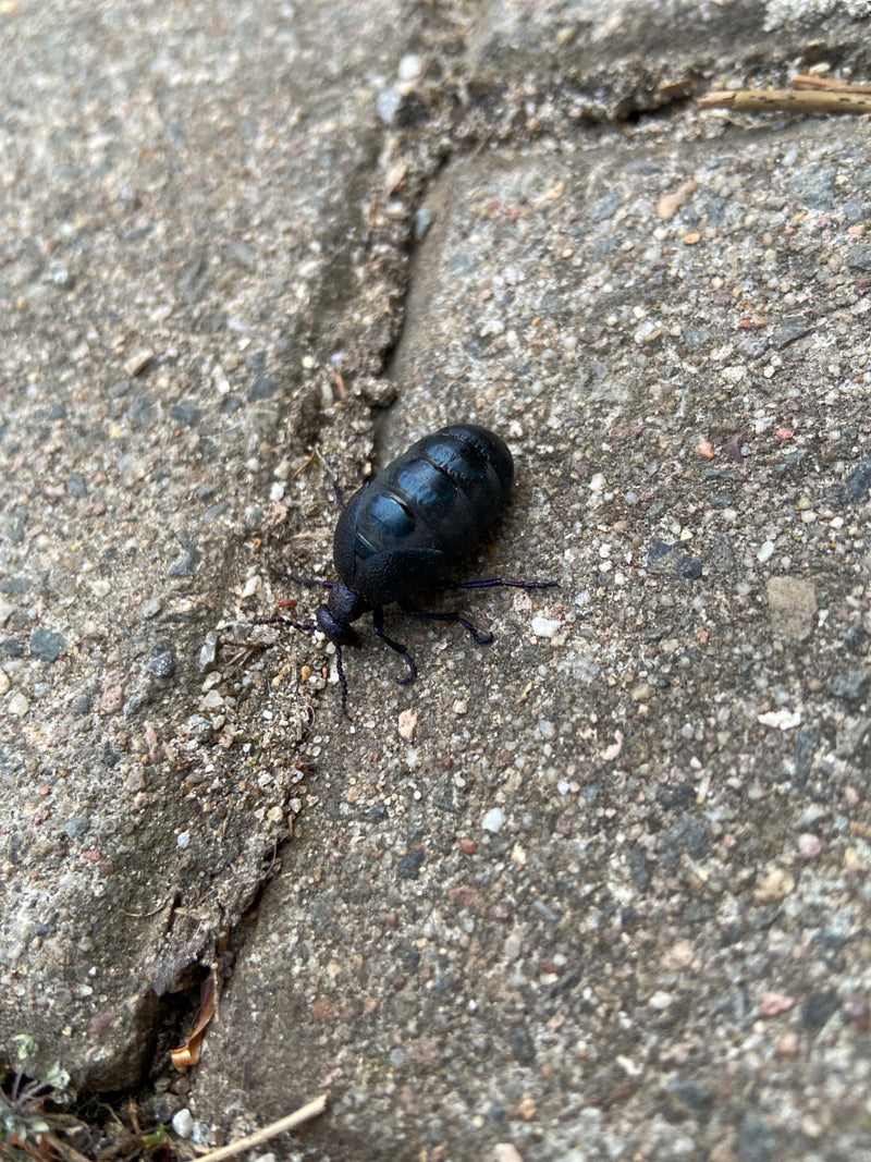 Coléoptère noir-bleu — Bild 1