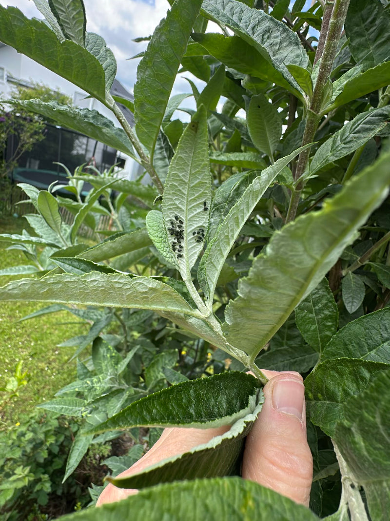 Une colonie de pucerons noirs de la féverole est visible sur la face inférieure d'une feuille verte. Les insectes sont serrés les uns contre les autres.
