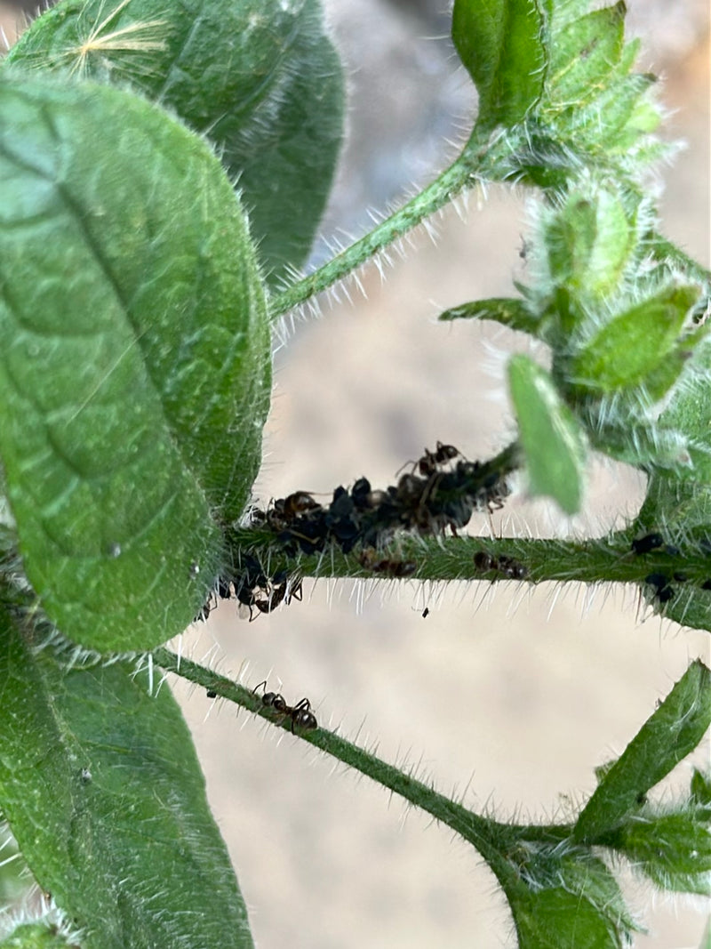 L'image montre une colonie de pucerons noirs de la fève sur les tiges et les feuilles vertes d'une plante. Les insectes sont serrés les uns contre les autres...