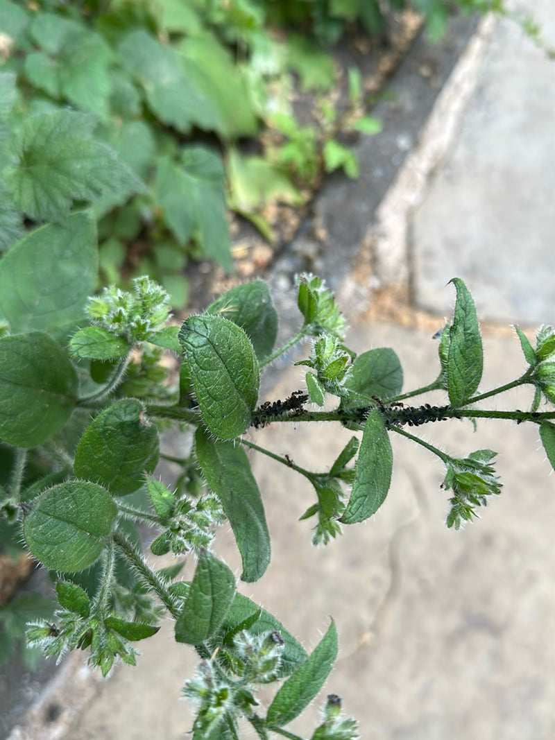 L'image montre de nombreux pucerons noirs de la fèverole regroupés sur les tiges d'une plante. Ils se nourrissent de sève.