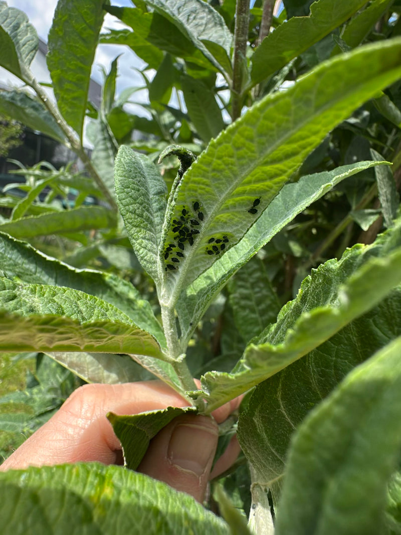 Une colonie de pucerons noirs de la fève se trouve sur la face inférieure d'une feuille verte. Les petits insectes sont serrés les uns contre les autres.