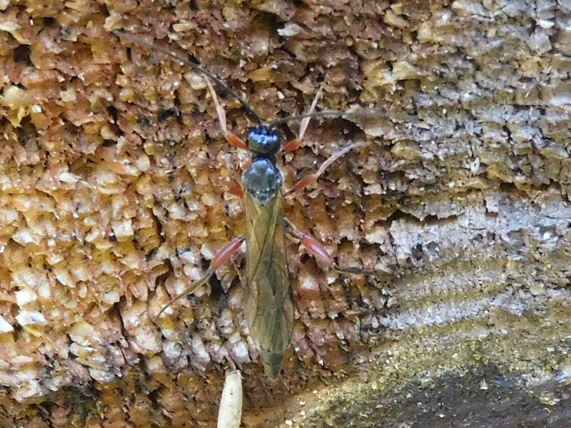Guêpe parasite noire — Bild 1