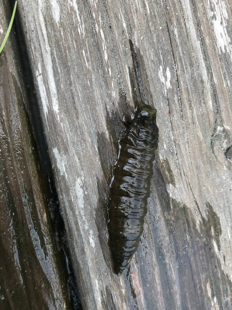 Mouche soldat noire — Bild 2