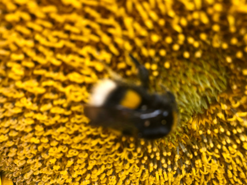 Mouche soldat noire — Bild 1