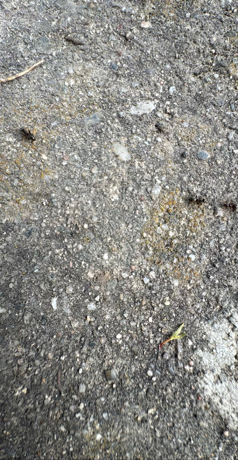 Fourmi de jardin gris-noir — Bild 3