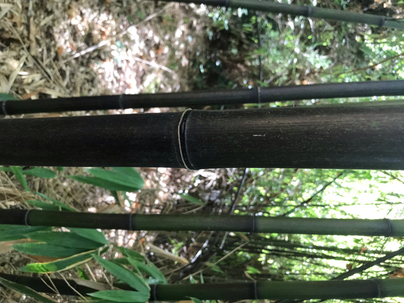 Schwarzer Bambus — photo 4 sur 4