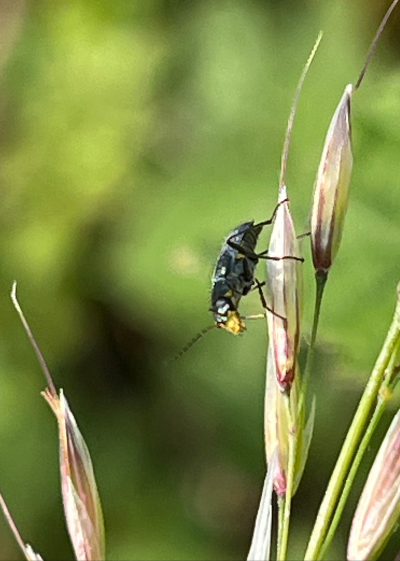 Coléoptère noir des céréales — Bild 5