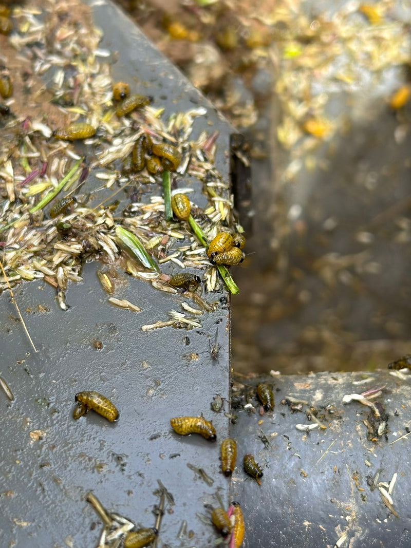 Coléoptère noir des céréales — Bild 3