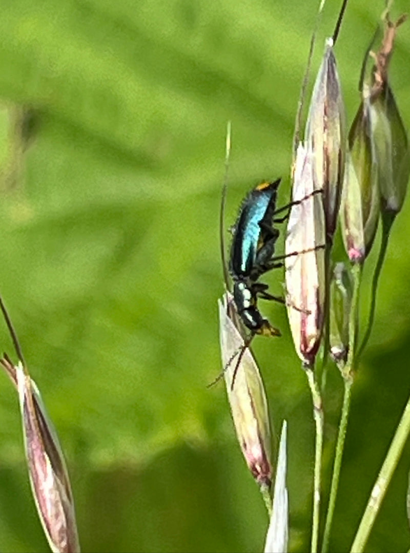 Coléoptère noir des céréales — Bild 4