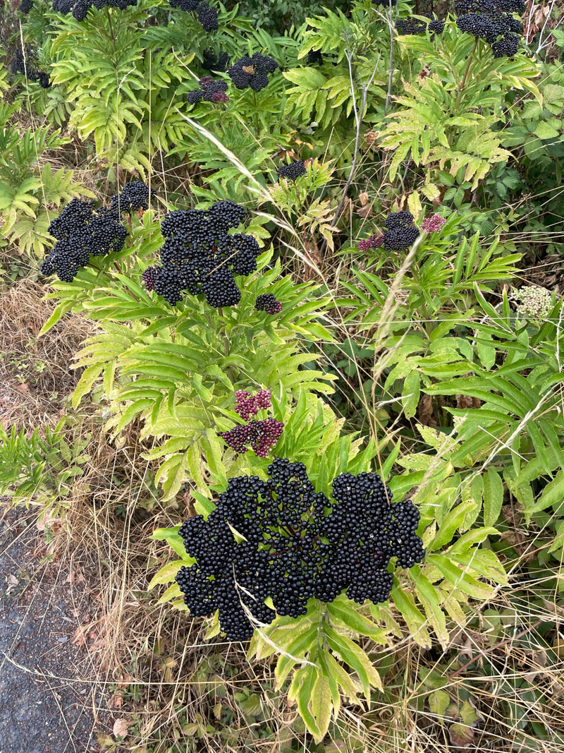 L'image montre le hièble (Sambucus ebulus) avec ses grappes de baies noires caractéristiques et ses feuilles pennées. La plante pousse dans un environnement ...