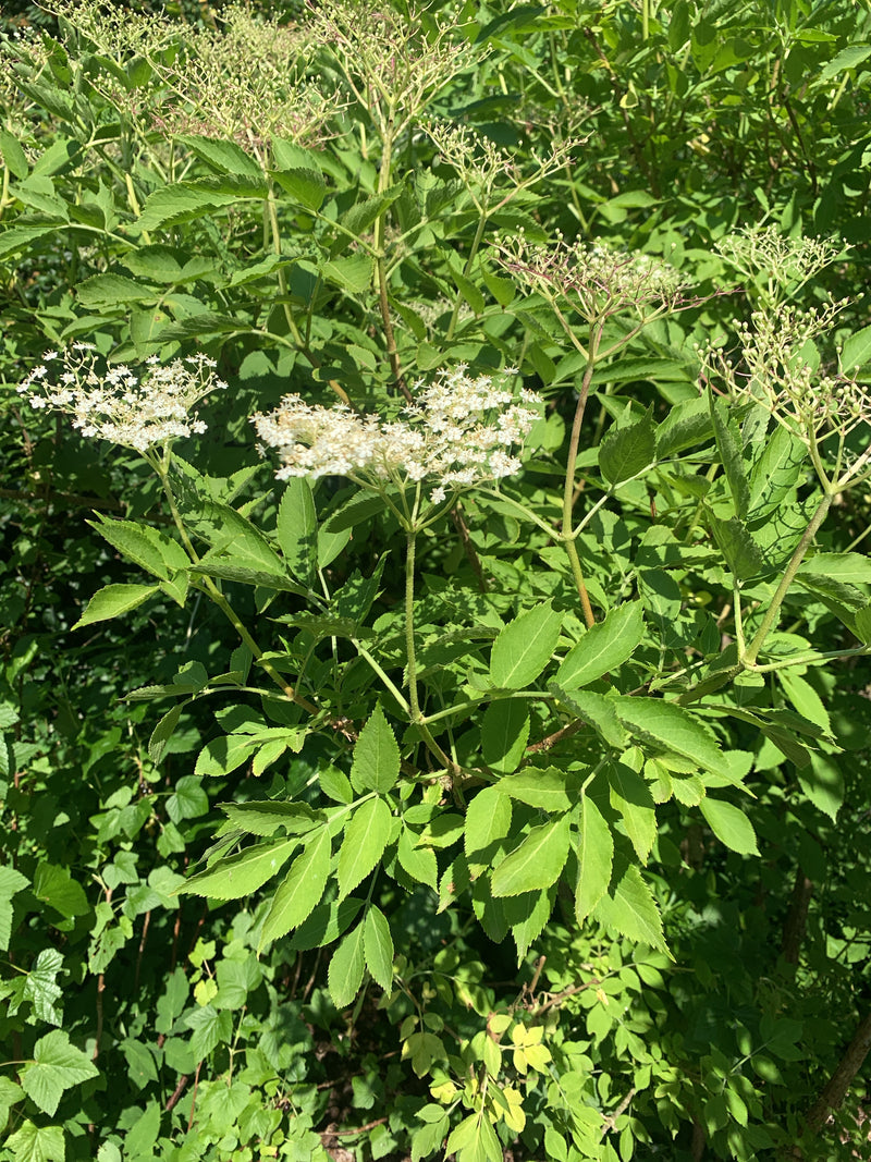 On peut voir un sureau noir en fleurs avec ses feuilles pennées typiques et ses inflorescences blanches. L'image montre la plante dans son environnement natu...