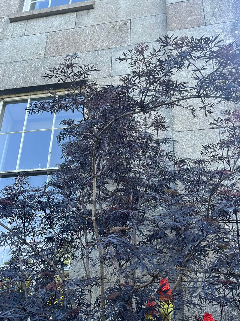 On voit un arbuste de sureau aux feuilles découpées d'un violet foncé à noir devant un mur de pierre grise. La plante pousse dans un environnement urbain ou ...