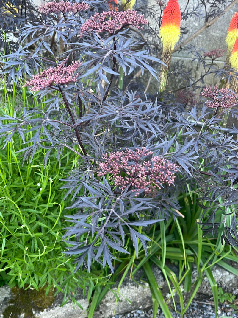 On voit un sureau aux feuilles pennées rouge foncé à noires et aux jeunes boutons floraux. La plante pousse dans un jardin devant un mur de pierre grise.