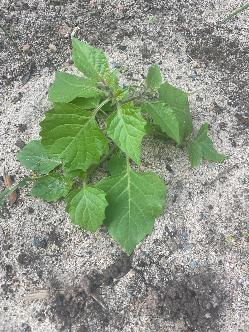 Une jeune plante de morelle noire pousse sur un sol sablonneux.