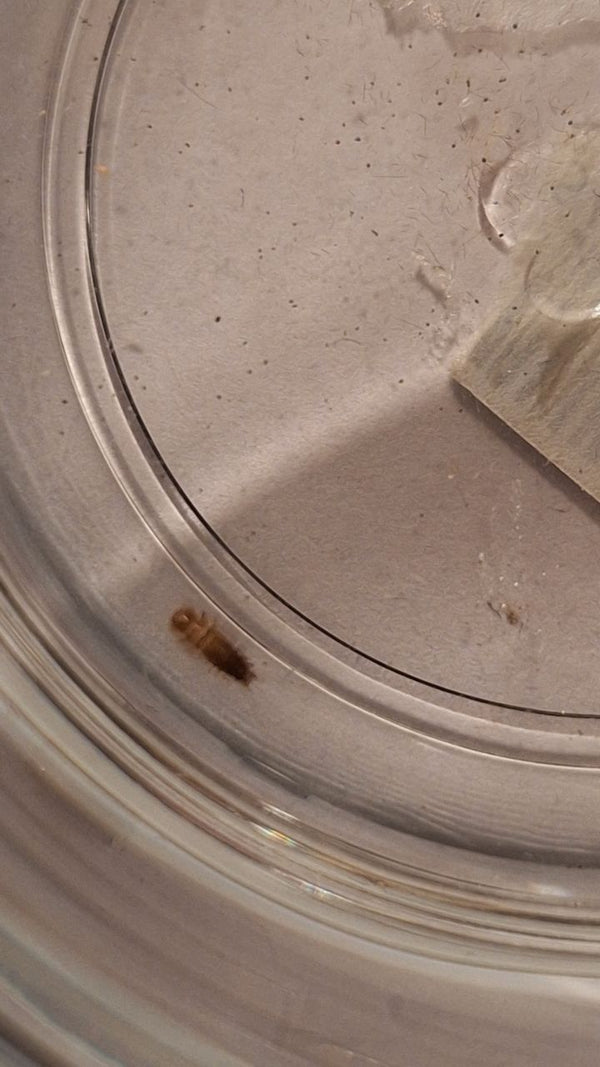 Une larve poilue d'Attagenus unicolor repose au bord d'un récipient.