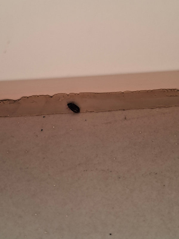 L'image montre un attagène des tapis noir posé sur une surface claire près d'un bord.