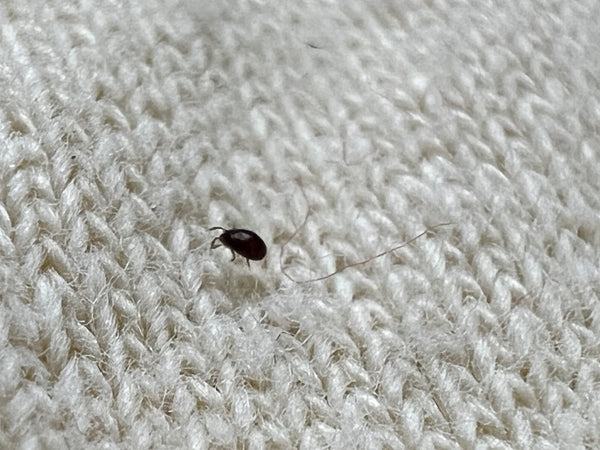 Un attagène des tapis rampe sur une surface textile claire. Le petit insecte est bien visible.