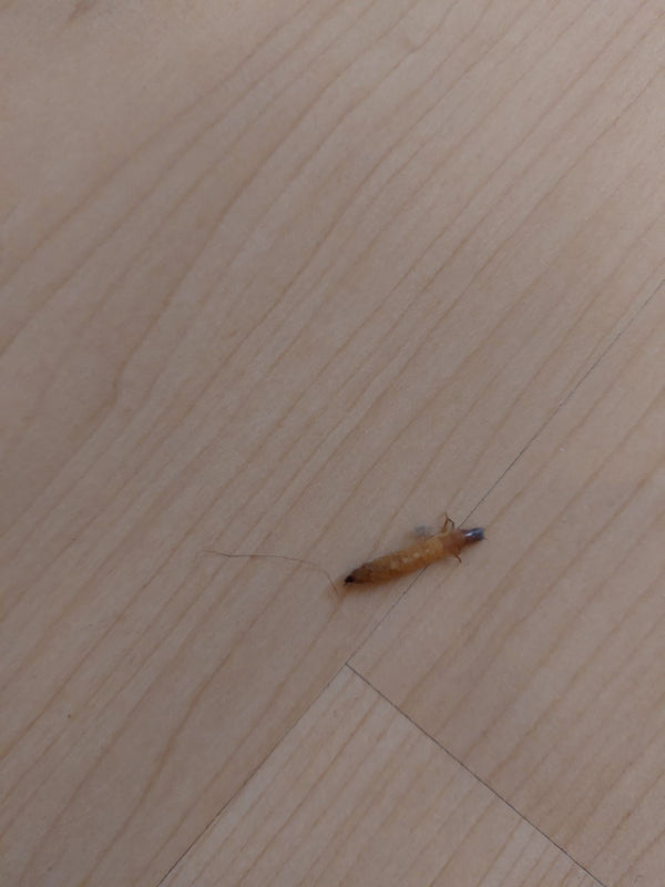 Une larve allongée d'attagène des tapis repose sur un parquet clair.