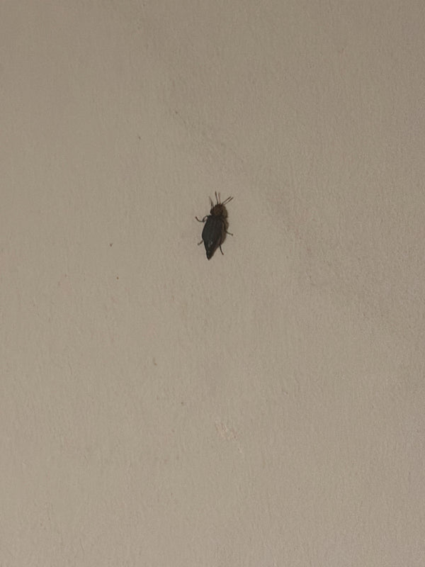 Un seul attagène des tapis est photographié d'en haut, posé sur un mur clair.