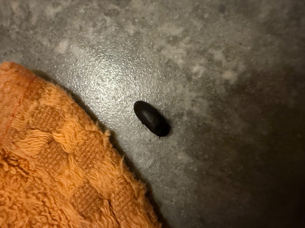 L'image montre un attagène des tapis sur une surface grise à côté d'une serviette orange. L'insecte est immobile.