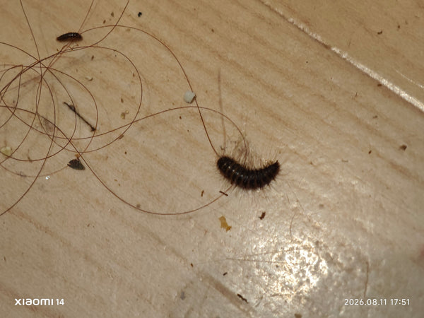 Deux larves poilues d'attagène des tapis sont visibles sur un plancher en bois clair. Les poils typiques à l'arrière sont bien reconnaissables.