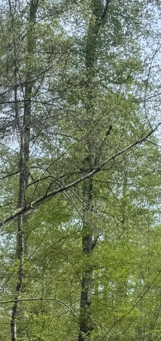 L'image montre le tronc et les branches feuillues de aulnes glutineux dans leur environnement naturel. Les cimes des arbres s'étendent vers le haut dans le c...