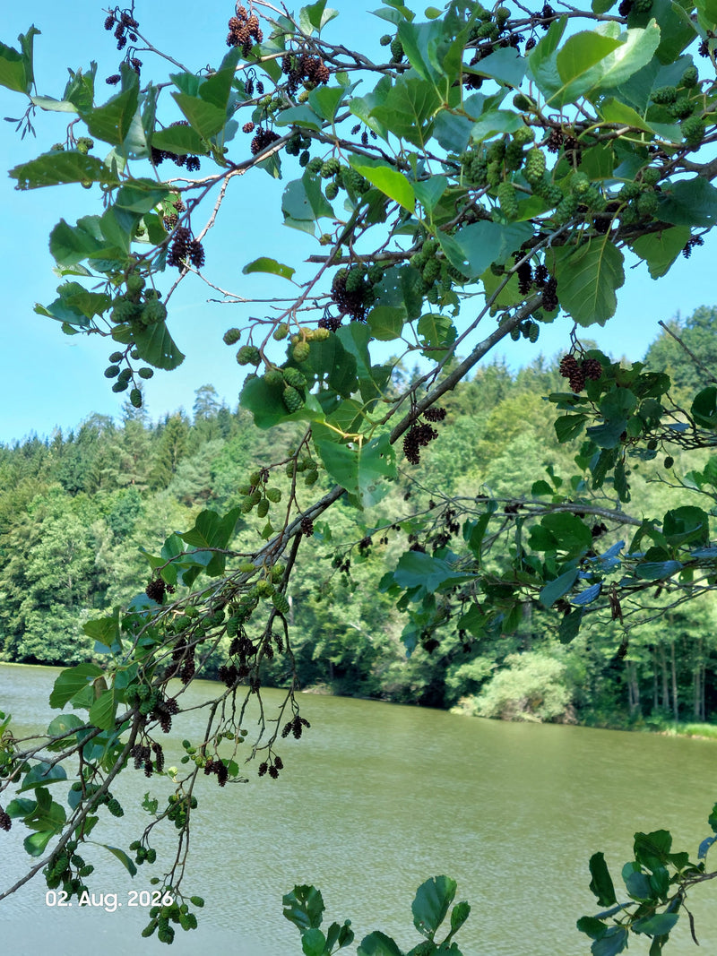 L'image montre les branches d'un aulne glutineux avec des feuilles vertes typiques et des inflorescences en forme de cônes devant un plan d'eau. La photo est...