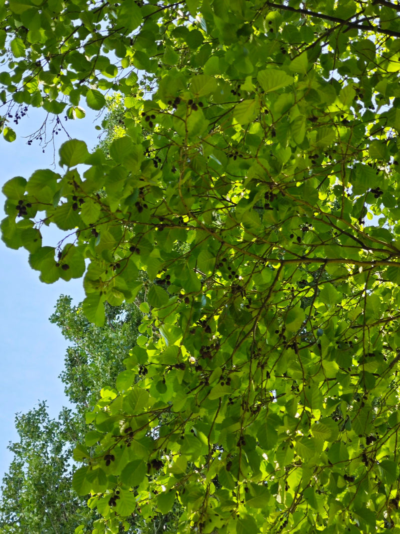 L'image montre la canopée verte d'un aulne glutineux avec ses feuilles arrondies typiques et ses petits cônes sombres vus d'en bas. La lumière du soleil bril...