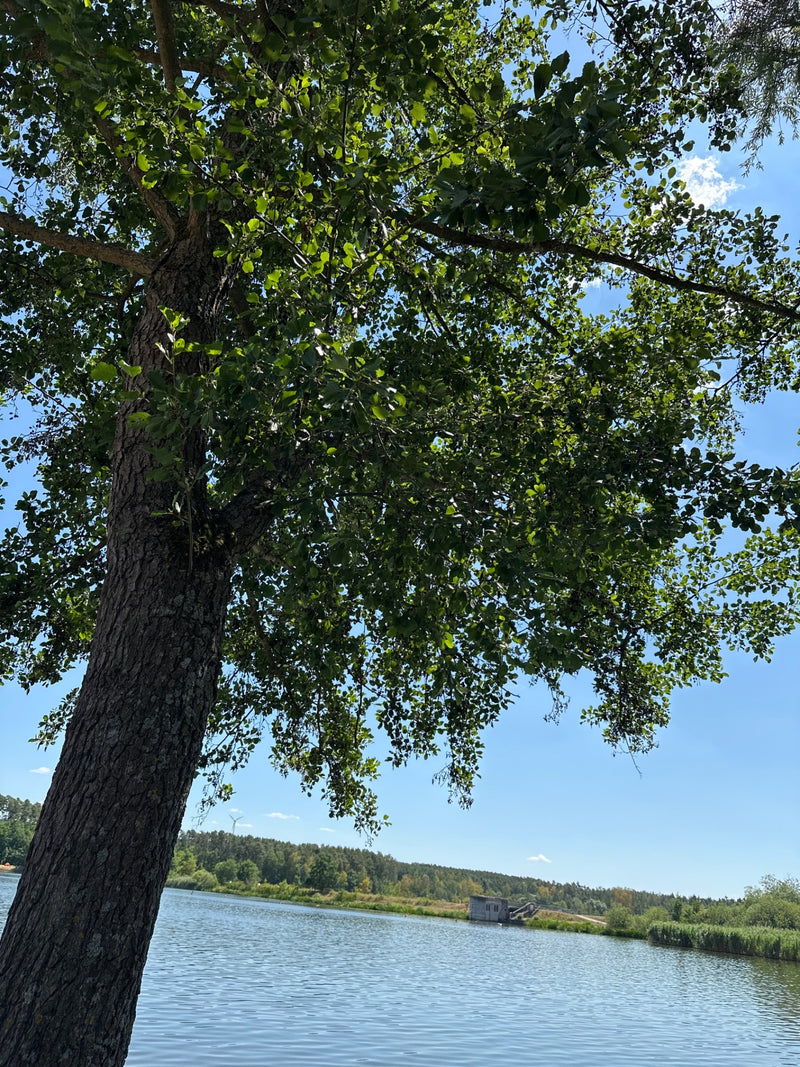 On aperçoit un aulne glutineux adulte sur la rive d'un plan d'eau en plein jour. L'arbre montre son écorce sombre et ses feuilles vertes sur fond de ciel bleu.