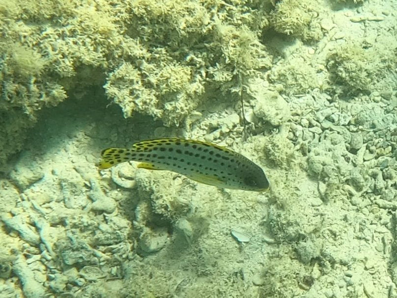 Poisson sweetlip à points noirs — Bild 1