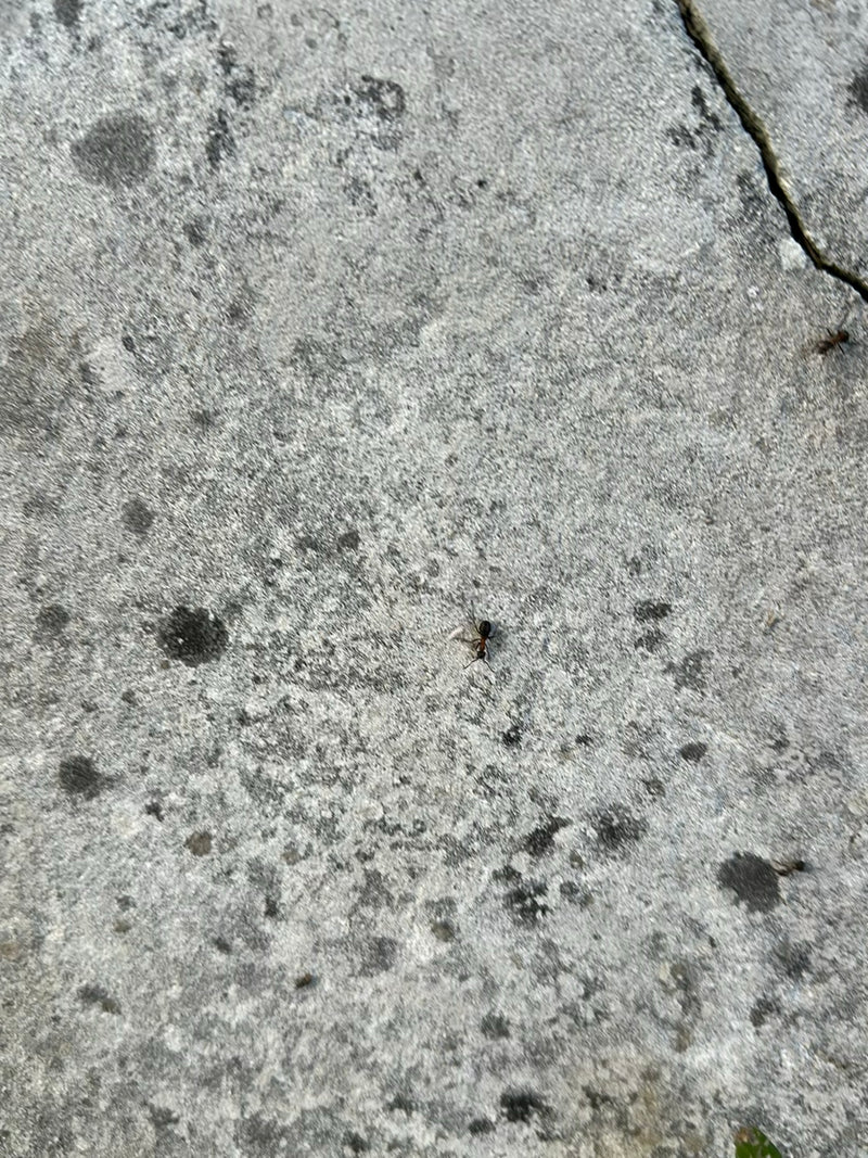 Serviformique — Bild 1
