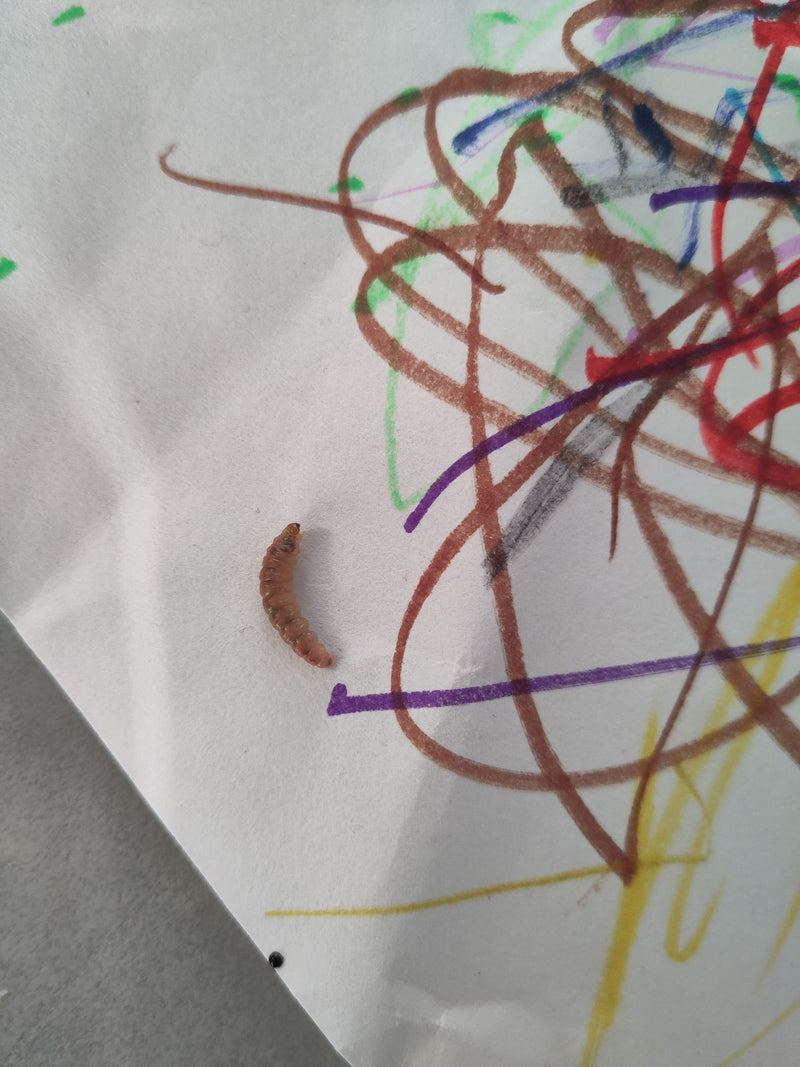 Une larve d'insecte brunâtre repose sur une feuille de papier peinte de lignes colorées. Il s'agit du stade larvaire d'un coléoptère ténébrionide.