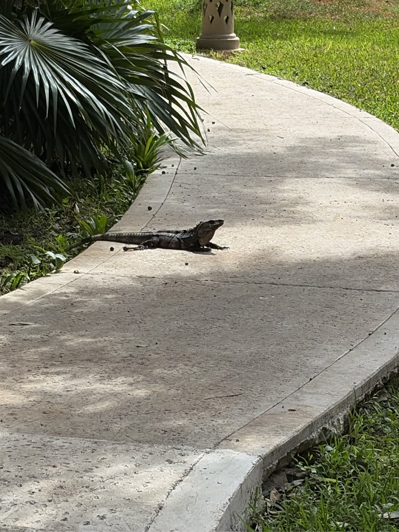 Schwarzkehl-Stachelschwanzleguan — photo 2 sur 2