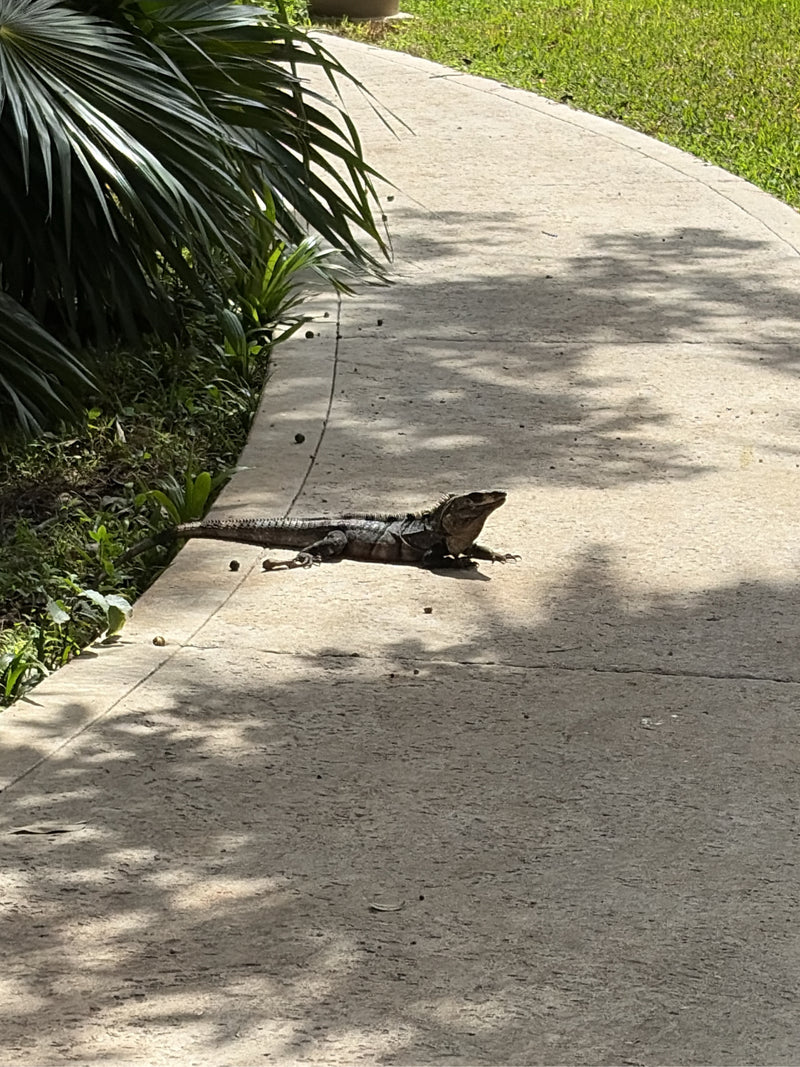 Un iguane noir à queue épineuse repose sur une allée en béton près de palmiers tropicaux.