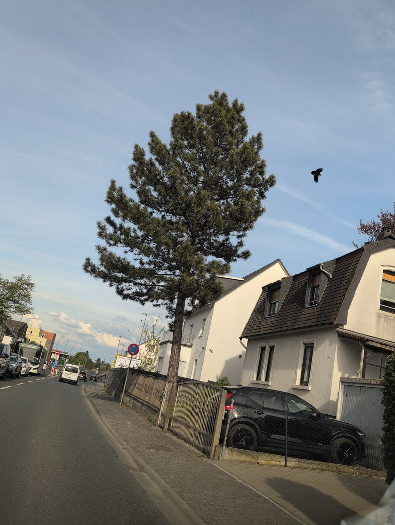 Pin noir — Bild 1
