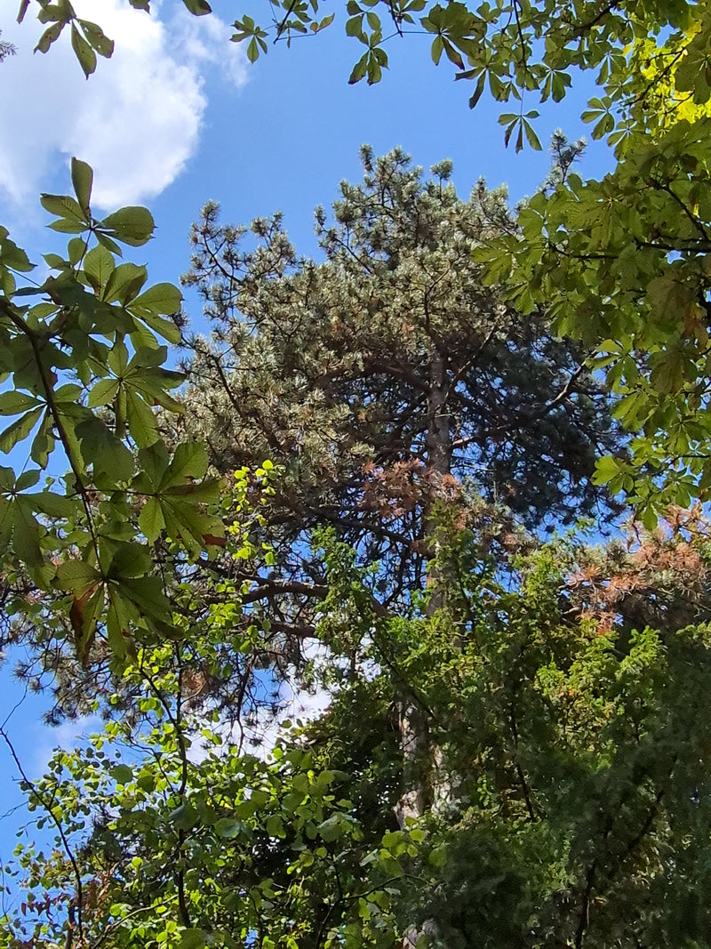 On aperçoit la cime d'un pin noir, encadrée par un autre feuillage et un ciel bleu. Les aiguilles sombres et la forme de croissance sont reconnaissables.