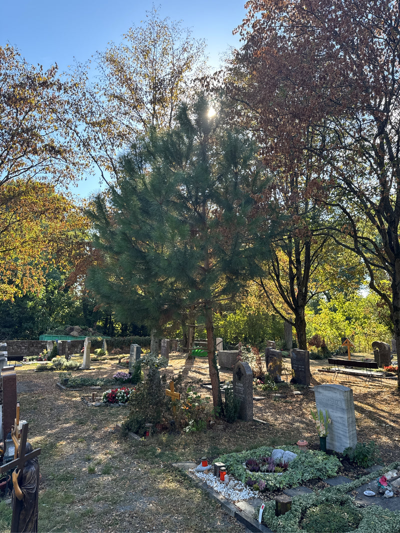 Un jeune pin noir pousse au milieu de pierres tombales et d'arbres à feuilles caduques dans un cimetière.