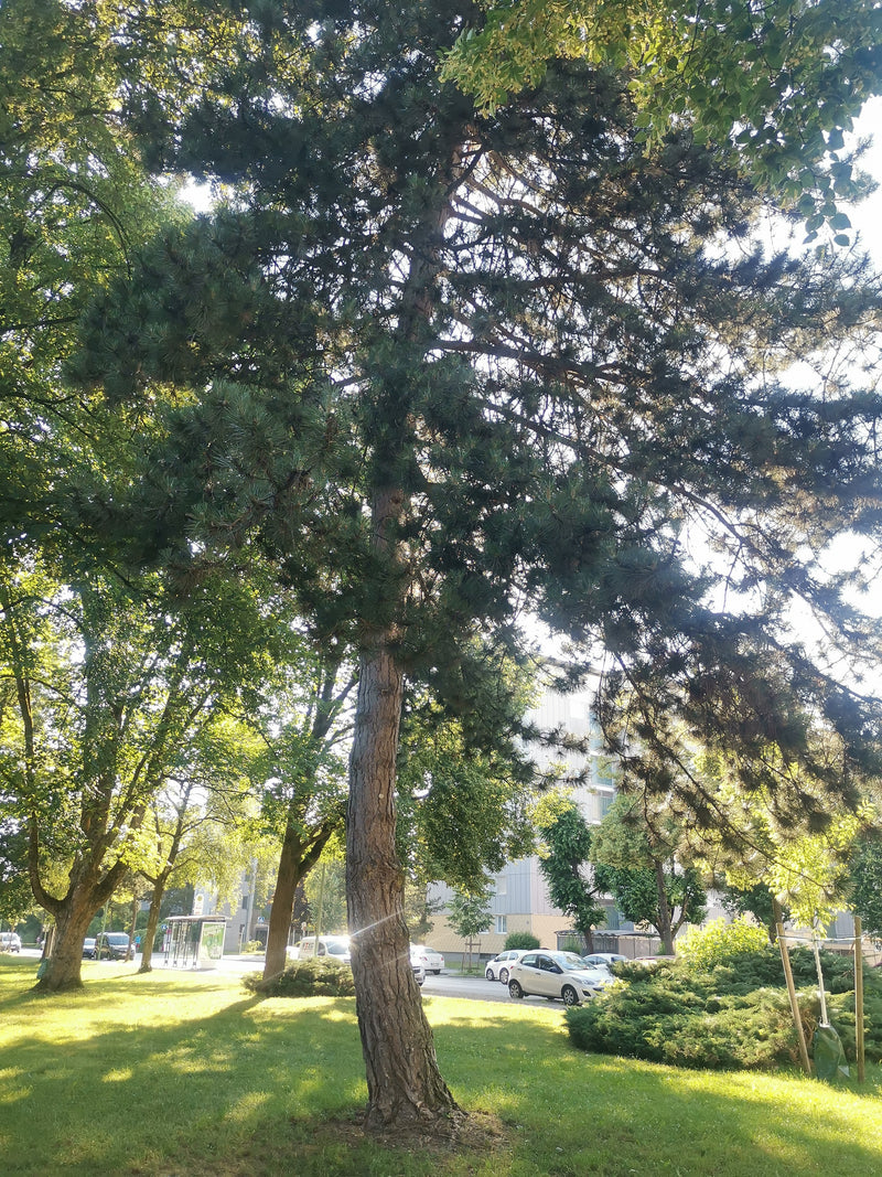 L'image montre un grand conifère mature avec un tronc marquant et une cime dense. L'arbre se trouve dans un espace vert urbain.
