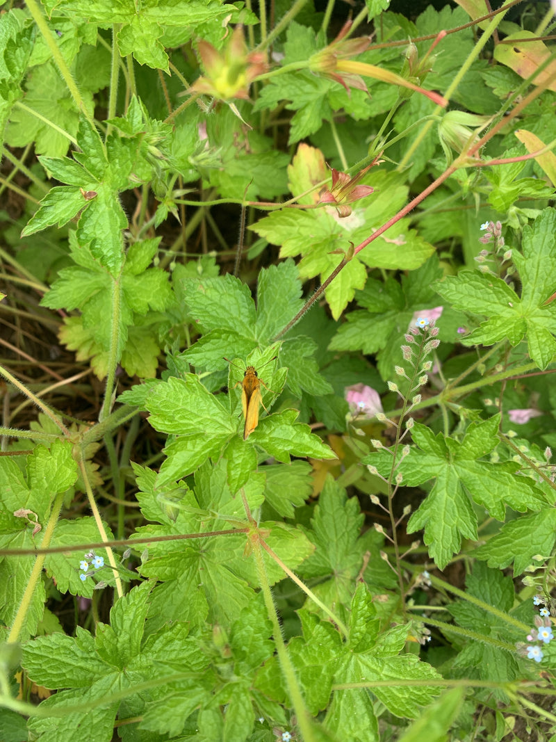 Papillon tête-de-boule brune à ventre noir — Bild 1