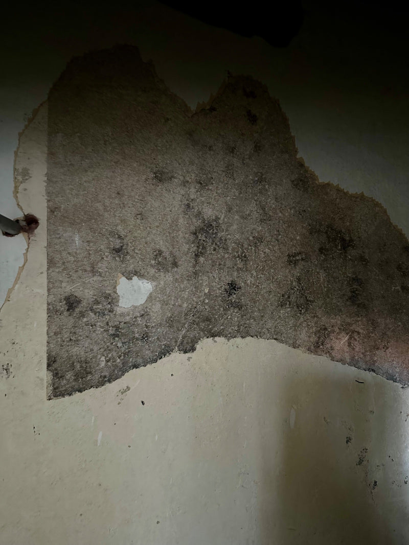 L'image montre une prolifération étendue de moisissure noire sur un mur endommagé. Les structures de spores sombres du champignon sont visibles sur la surface.