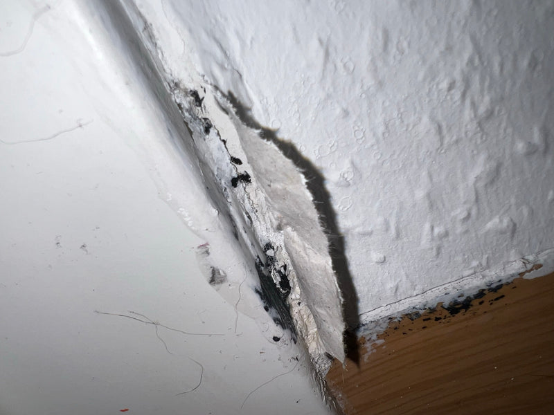 L'image montre des moisissures noires qui se sont propagées sous un papier peint décollé sur un mur de pièce. Les dépôts sombres illustrent l'infestation typ...