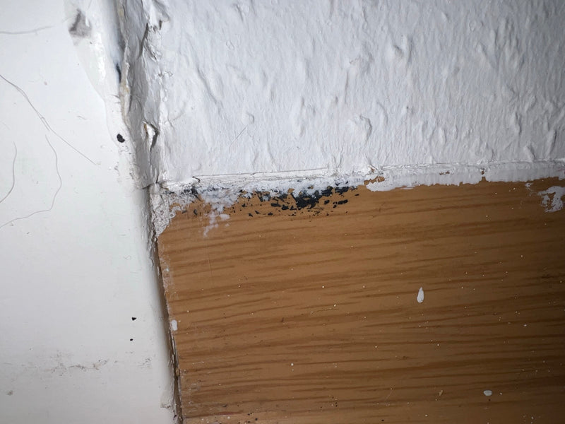 L'image montre une infestation de moisissure noire sur le bord entre un mur blanc et une plinthe en bois. La décoloration sombre indique la croissance de cha...