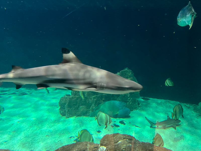 Requin à pointe noire — Bild 1